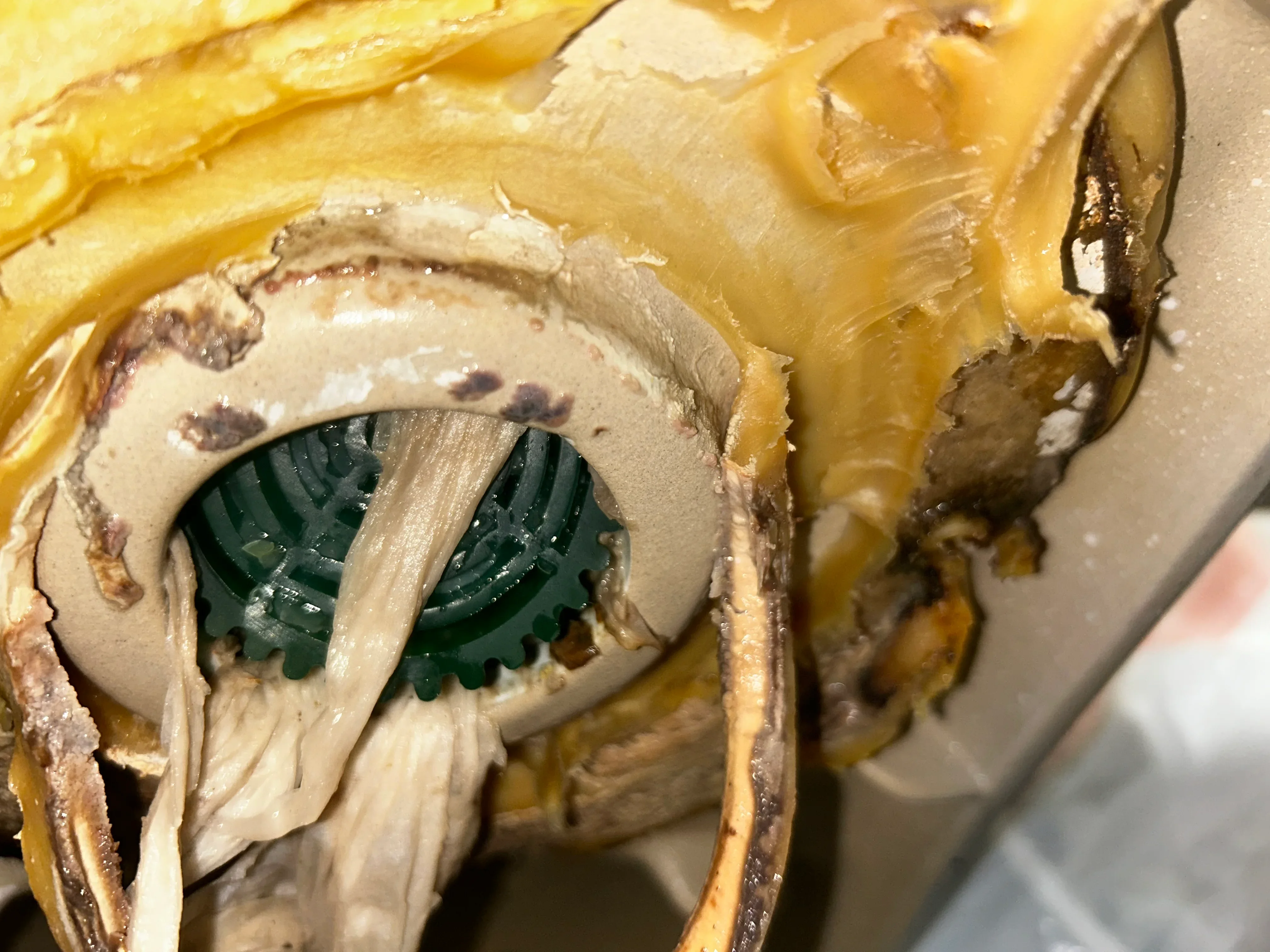 Brass valve body with internal gears exposed during repair, showing sediment and corrosion